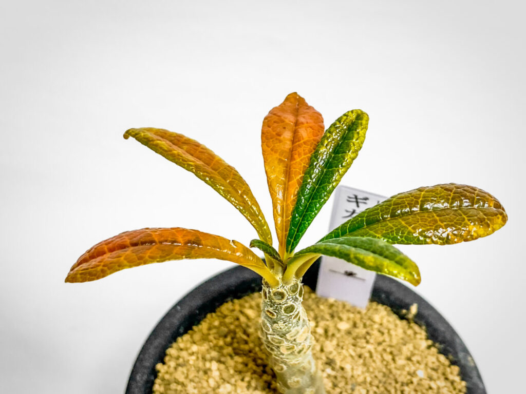 あしかがフラワーパーク購入品：ドルステニア・ギガス