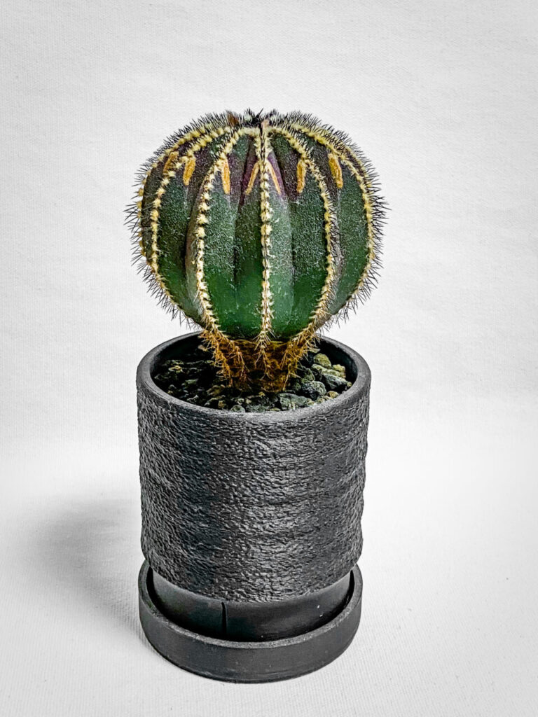 ユーベルマニア・ペクチニフェラ