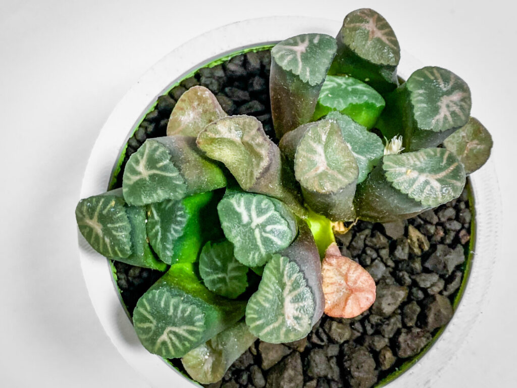 ハオルチア・万象