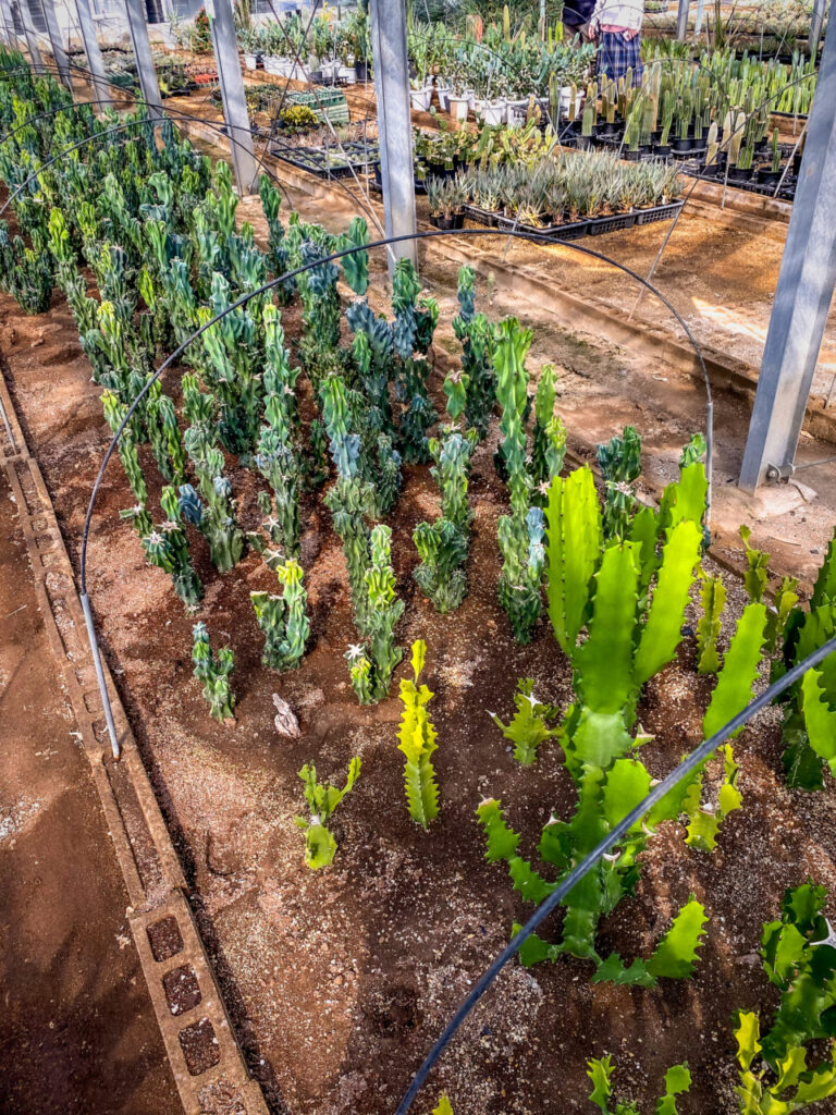 サボテン団地24時間耐久一般公開Special