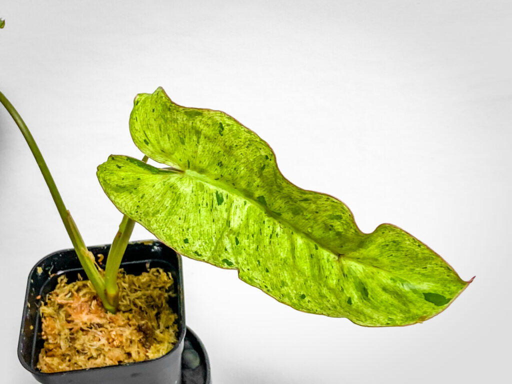 オキボタMarch購入品：フィロデンドロンMIX