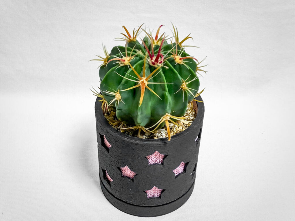 フェロカクタス・ヒノデマル