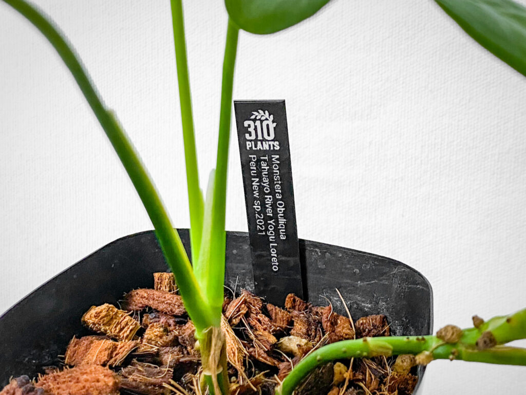 ビザールファームスプリングフェス購入品:モンステラ・オブリクア産地データ付き