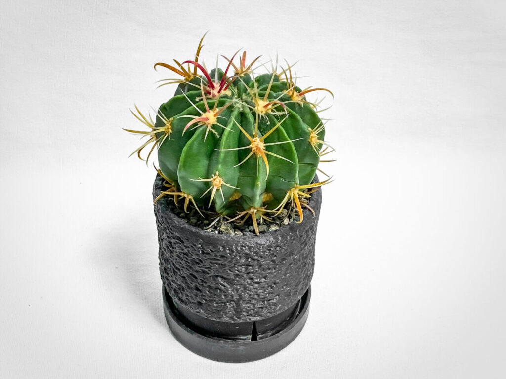 フェロカクタス・ヒノデマル