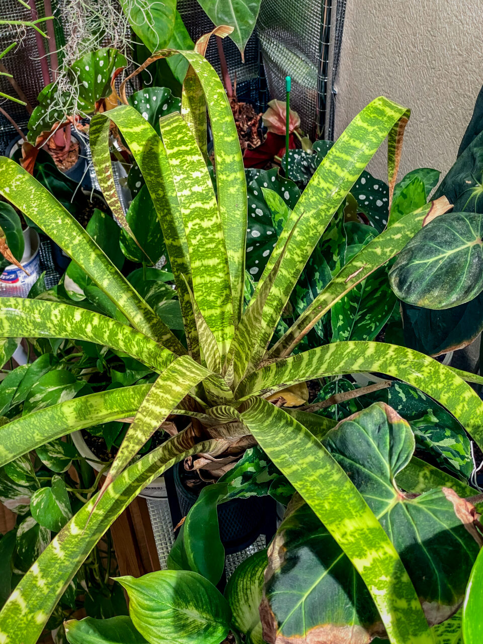 グズマニア・アンドレッタエ