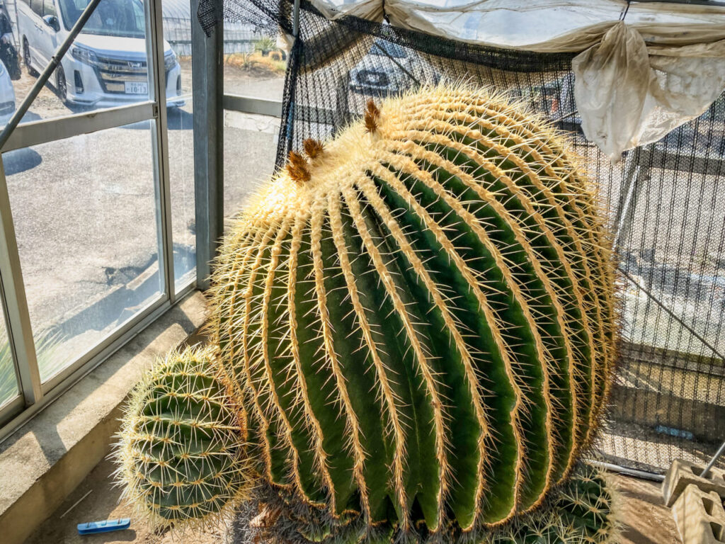 サボテン団地24時間耐久一般公開Special