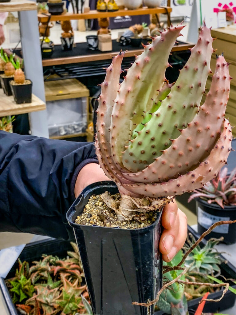 オキボタMarch：アロエ・マルロシー（鬼切丸）