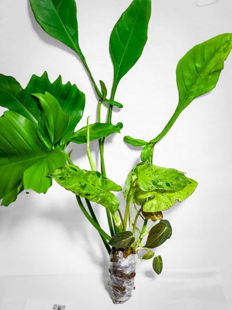 オキボタMarch購入品：フィロデンドロンMIX