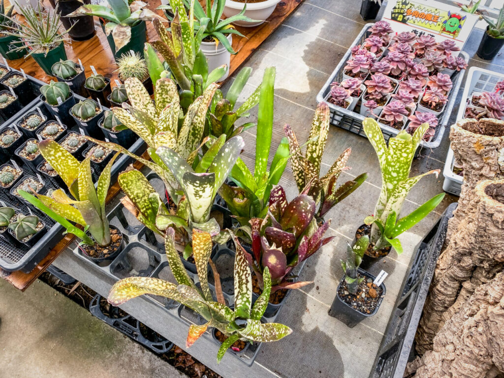 農花ビニールハウス:ビルベルギア