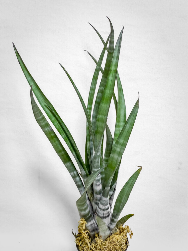 オキボタMarch購入品：チランジア・ヒルダエ