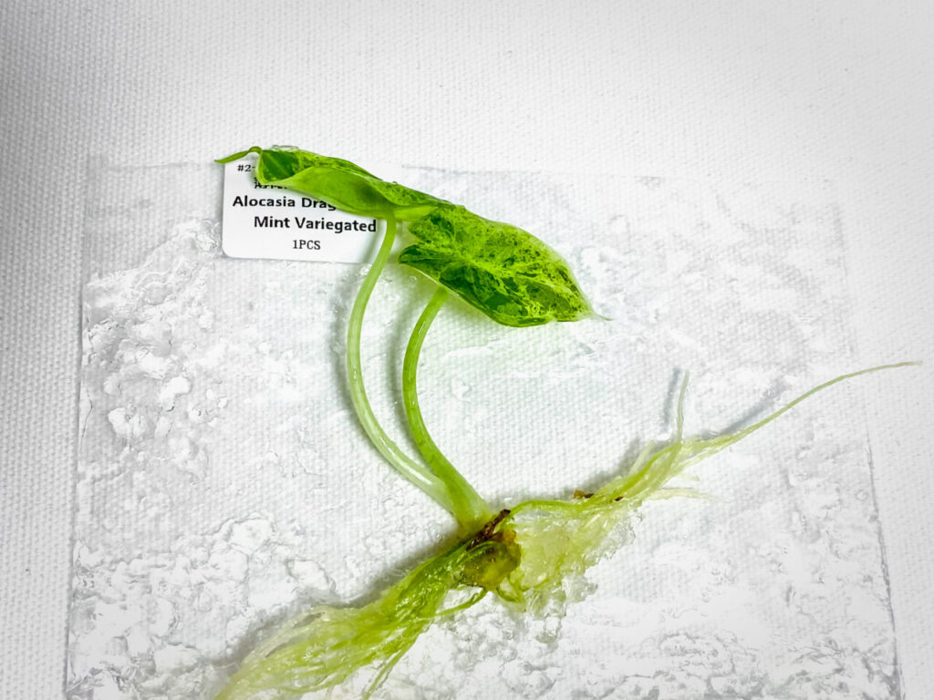 オキボタMarch購入品：アロカシア・ドラゴンスケール・ミントバリエガータ