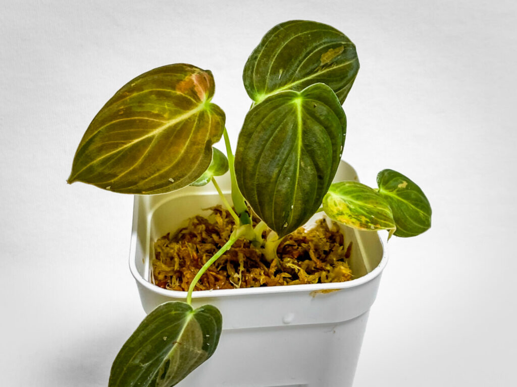 オキボタMarch購入品：フィロデンドロンMIX