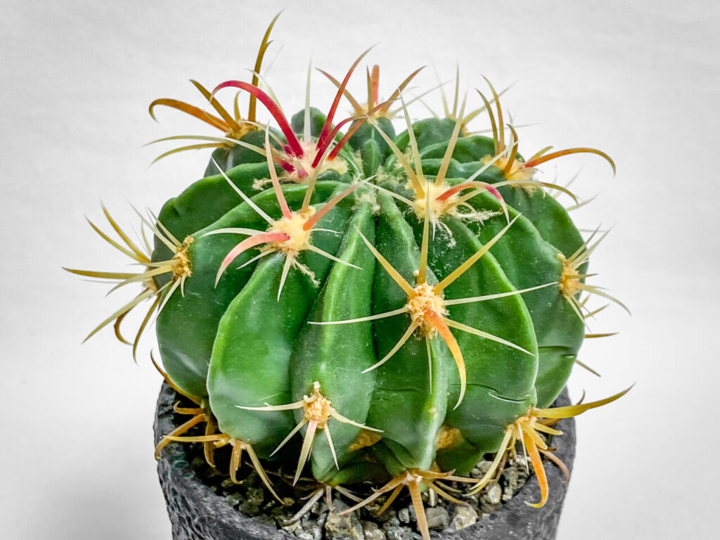 フェロカクタス・ヒノデマル