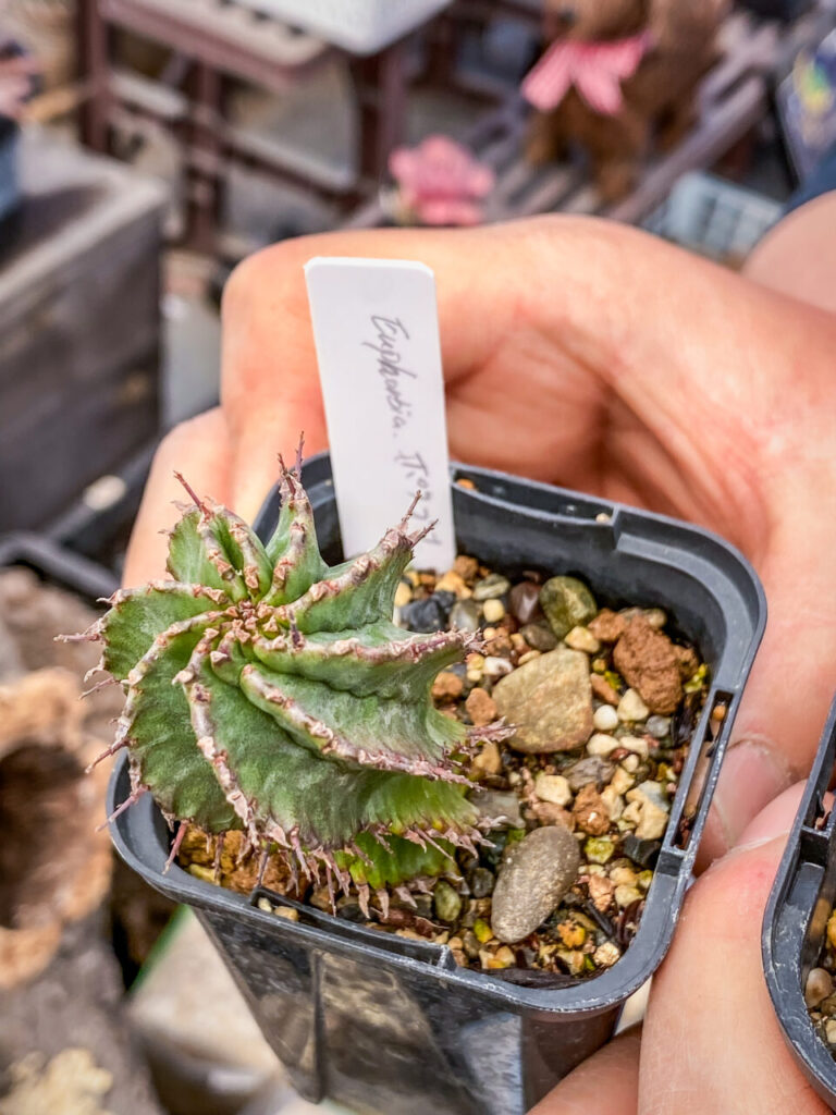 農花ビニールハウス:ユーフォルビア・ポリゴナ