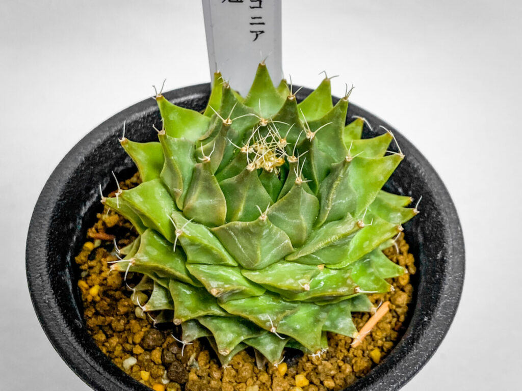 あしかがフラワーパーク購入品：オブレゴニア・帝冠