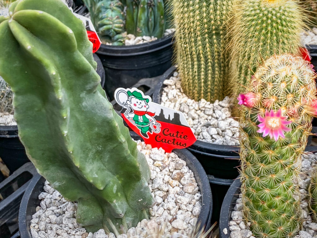 サボテン団地24時間耐久一般公開Special