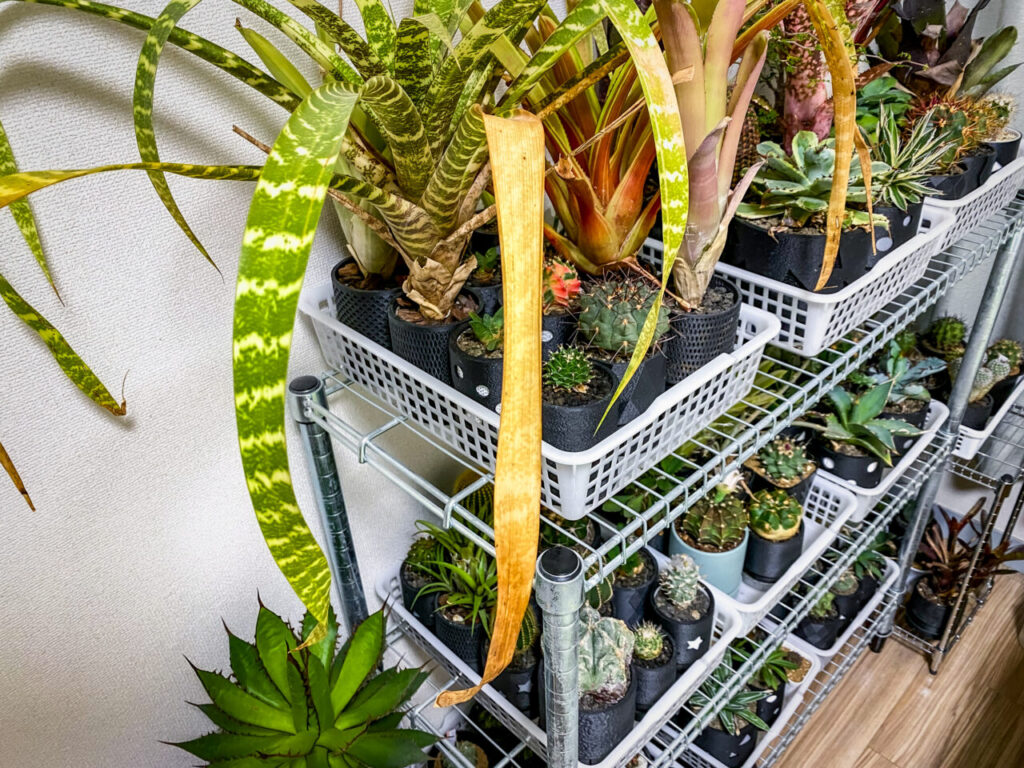 グズマニア・アンドレッタエ