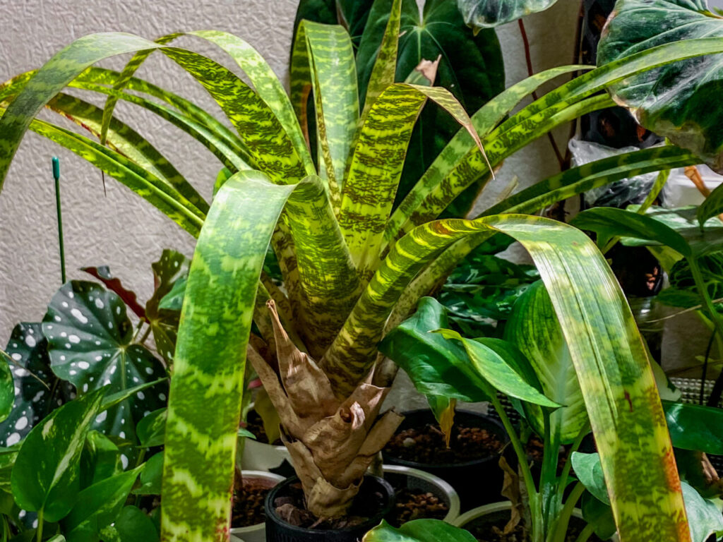 グズマニア・アンドレッタエ