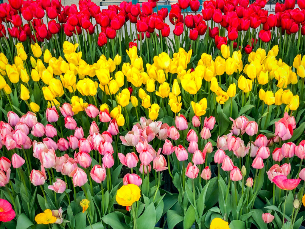 あしかがフラワーパーク