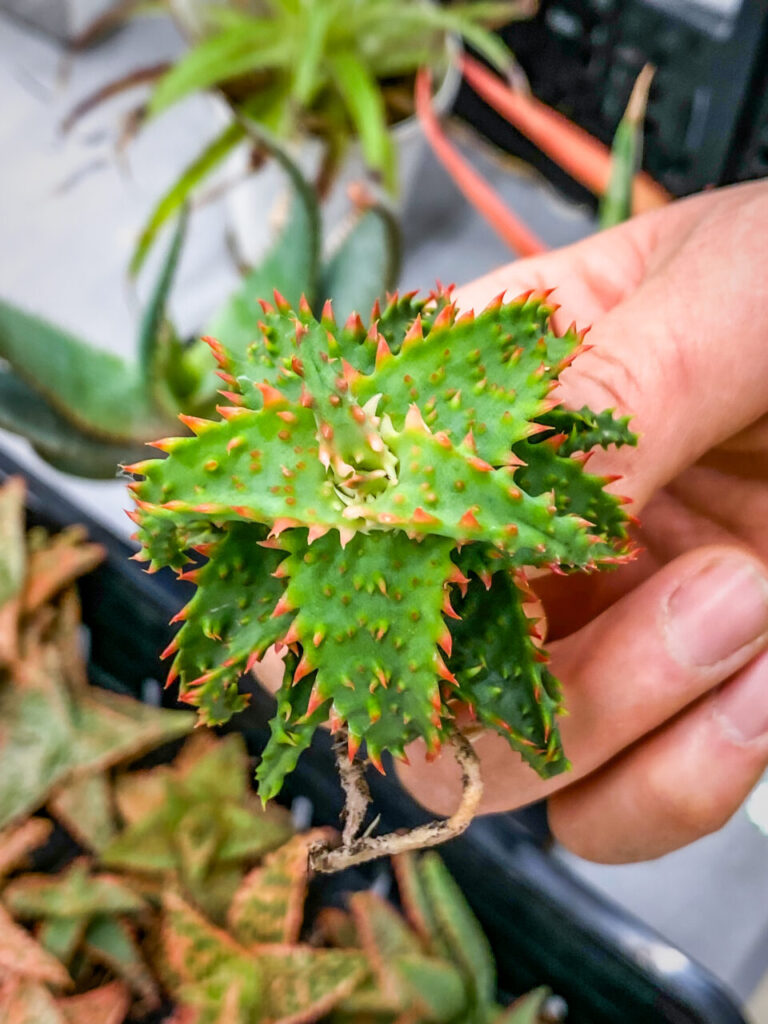 オキボタMarch：アロエハイブリッド