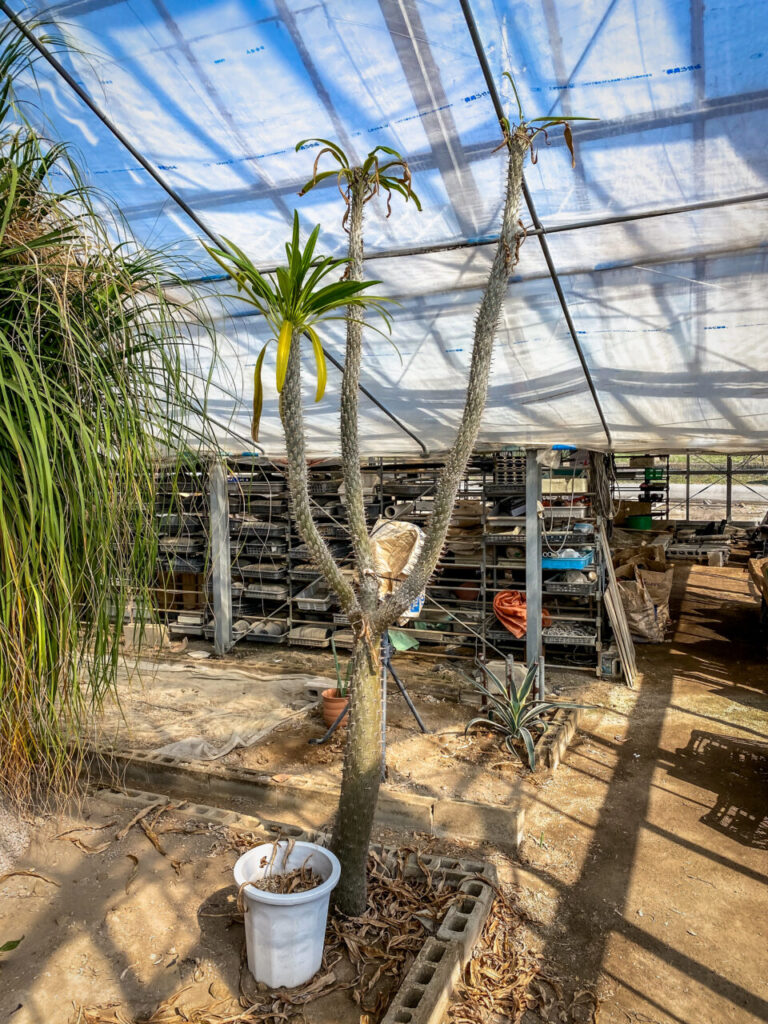 サボテン団地24時間耐久一般公開Special