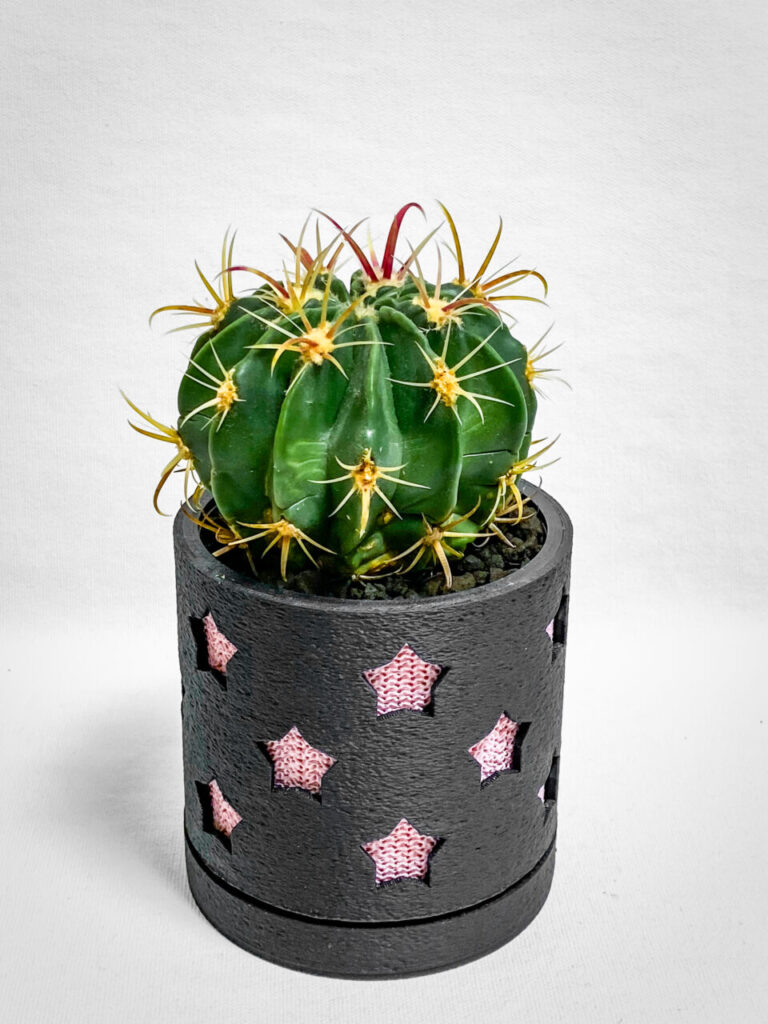 フェロカクタス・ヒノデマル