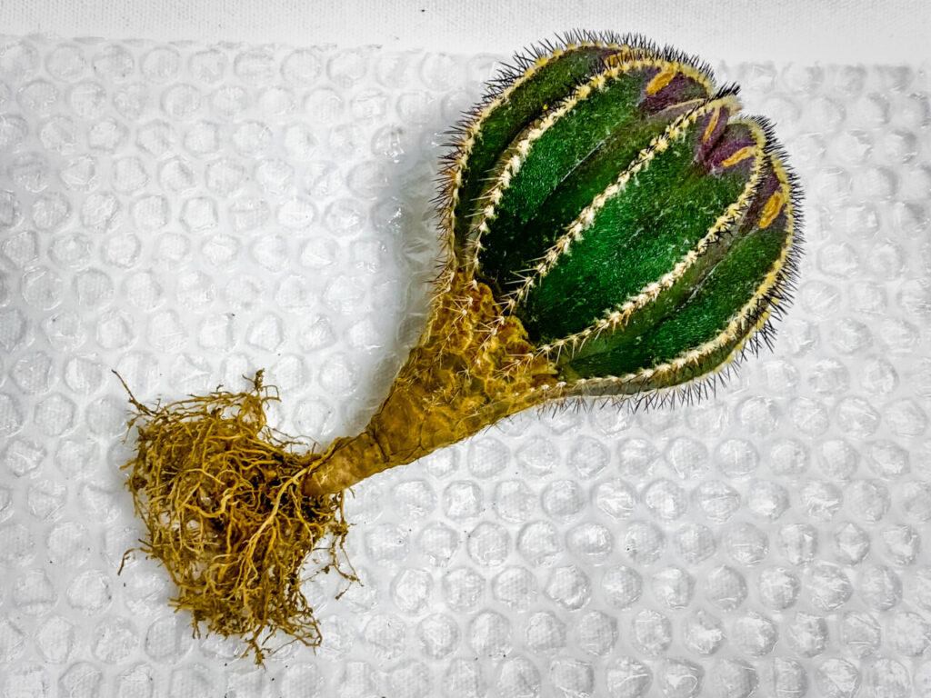 ユーベルマニア・ペクチニフェラ