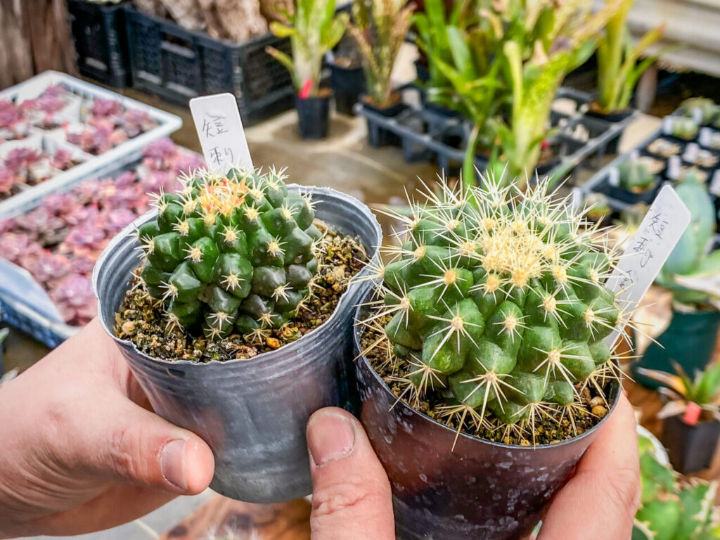 農花ビニールハウス:棘無し金鯱と短刺金鯱