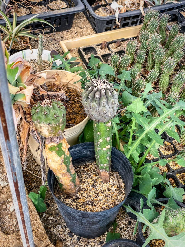 サボテン団地24時間耐久一般公開Special