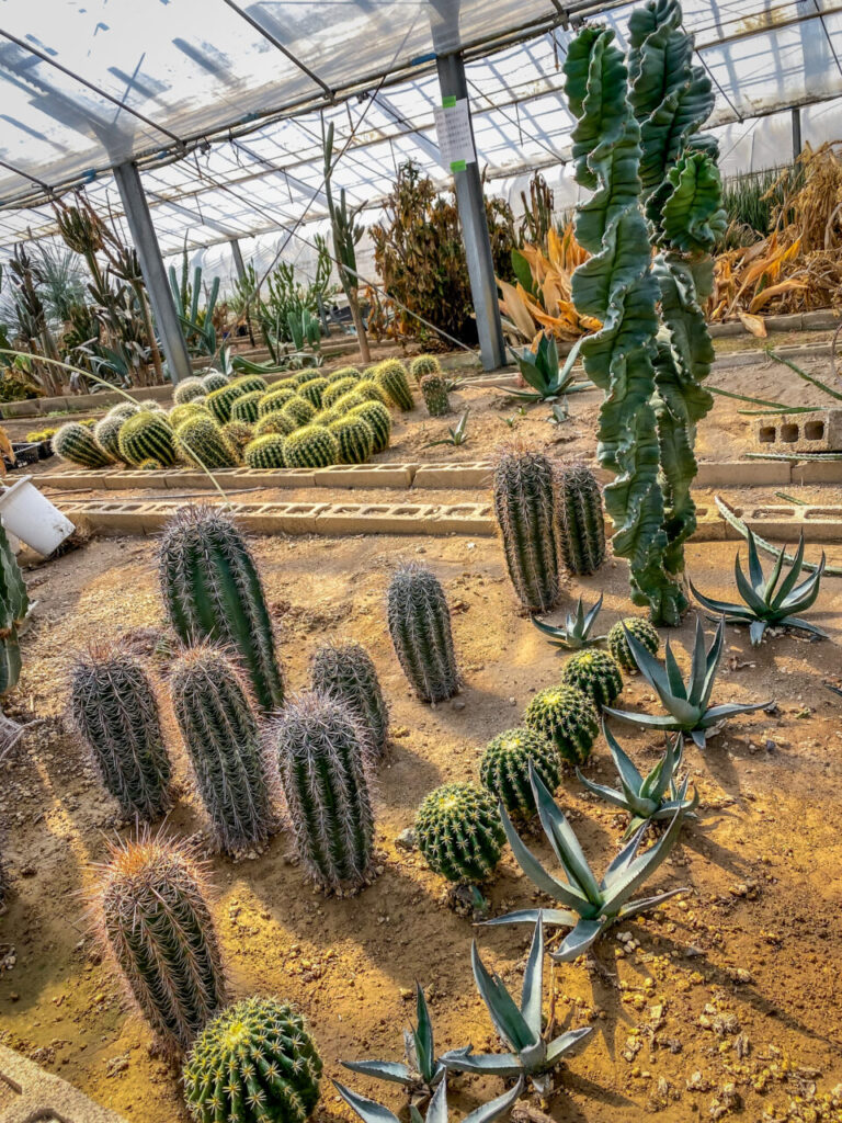 サボテン団地24時間耐久一般公開Special