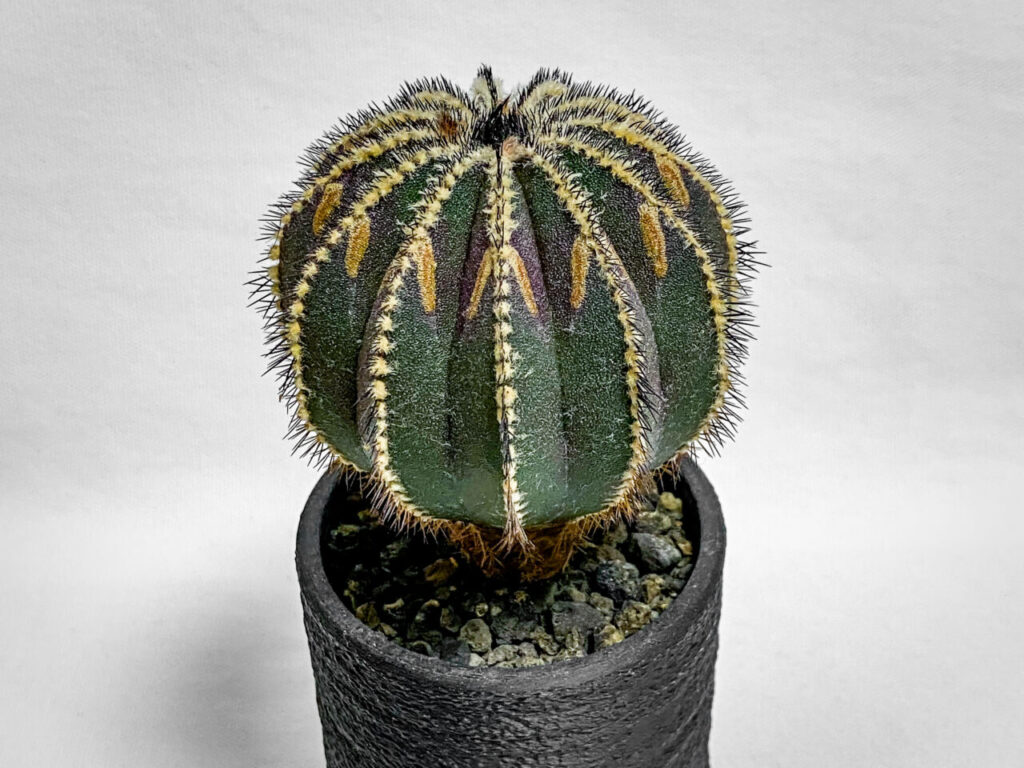 ユーベルマニア・ペクチニフェラ