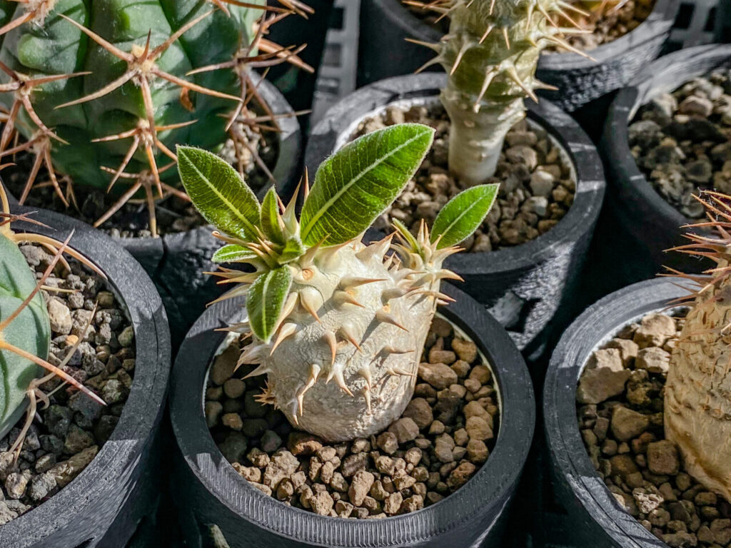 パキポディウム・エニグマチカム