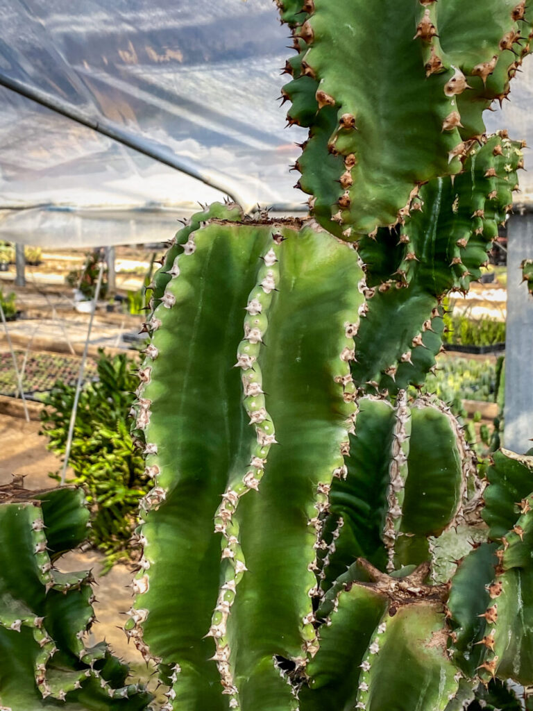 サボテン団地24時間耐久一般公開Special