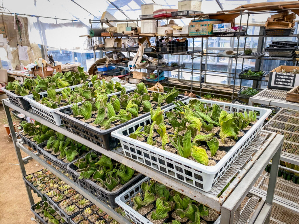 サボテン団地24時間耐久一般公開Special