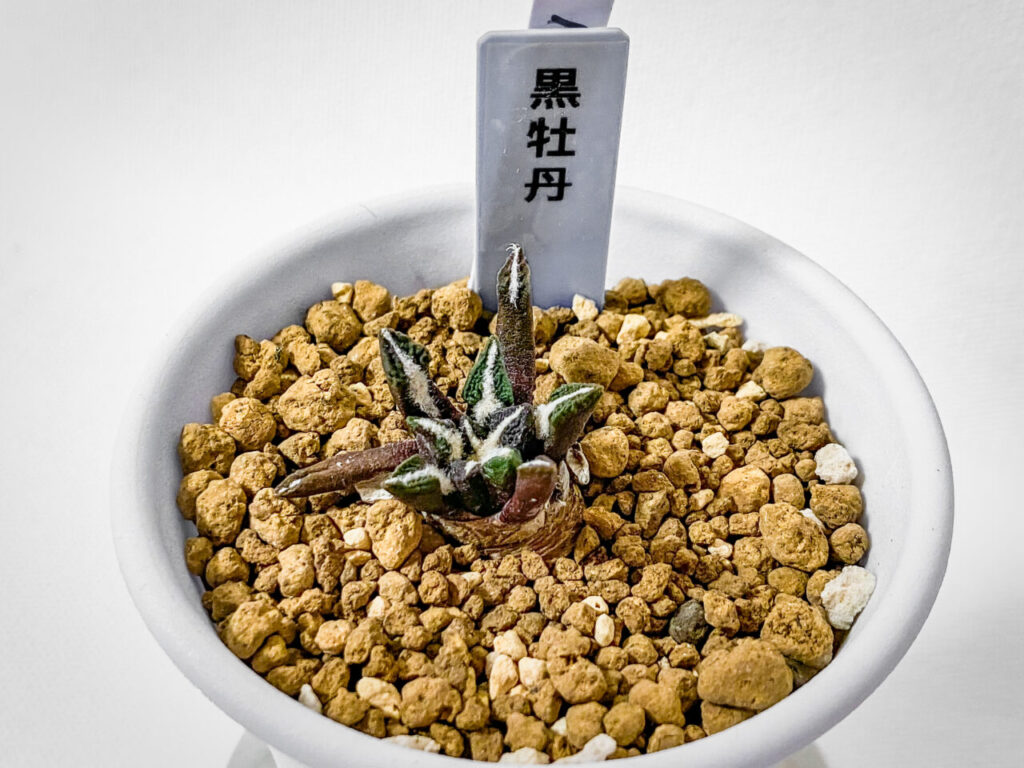 ビザールファームスプリングフェス購入品:アリオカルプス・黒牡丹