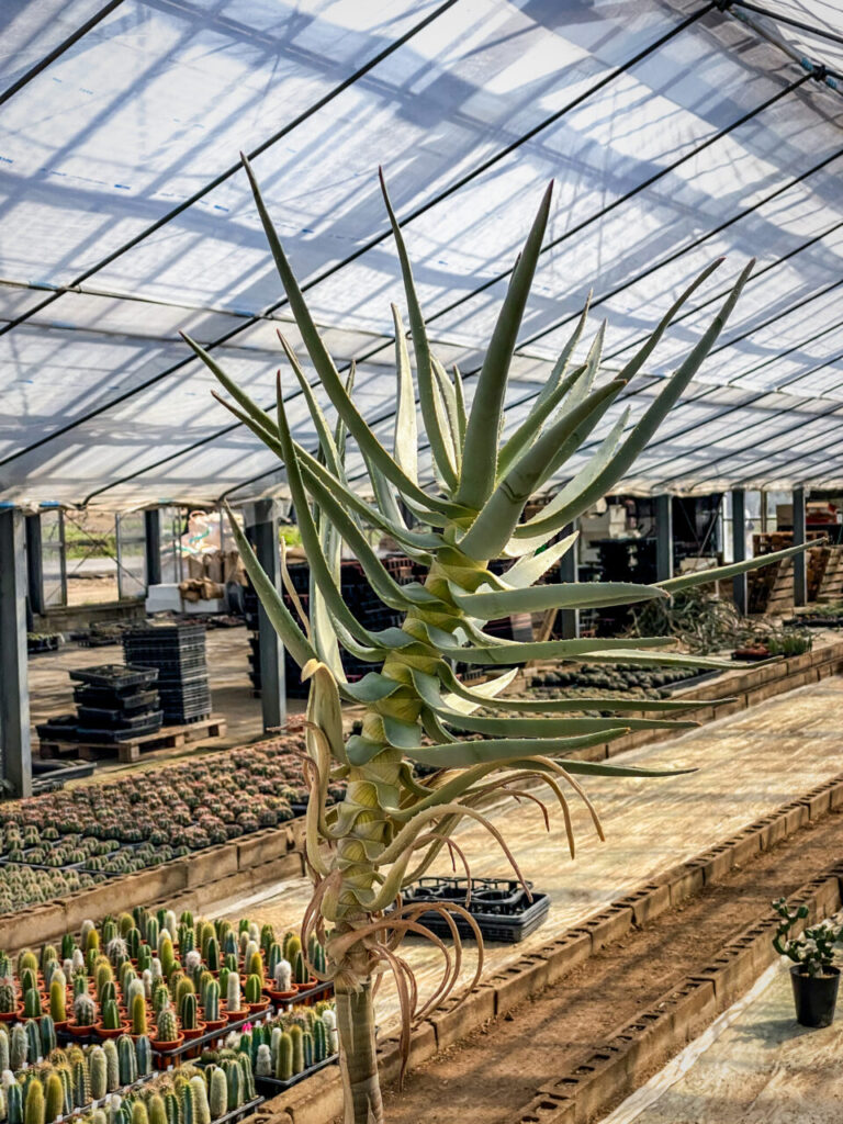 サボテン団地24時間耐久一般公開Special