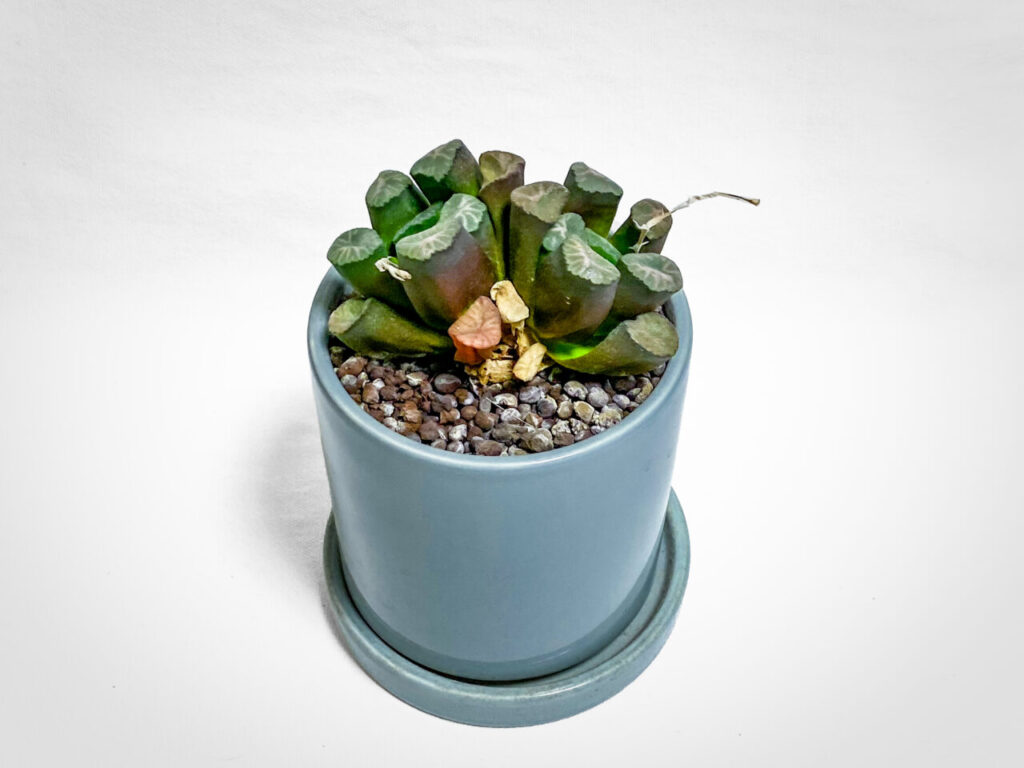 ハオルチア・万象