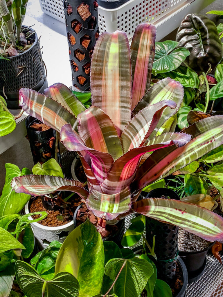 エクメア・ロベルトメネスカル