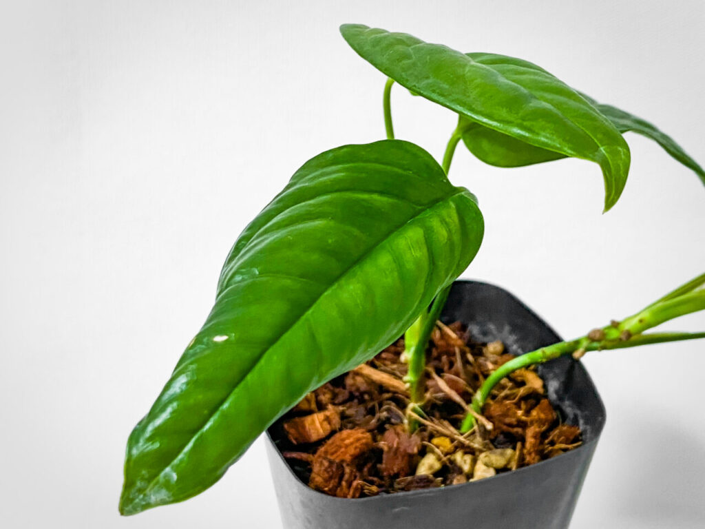 ビザールファームスプリングフェス購入品:モンステラ・オブリクア産地データ付き