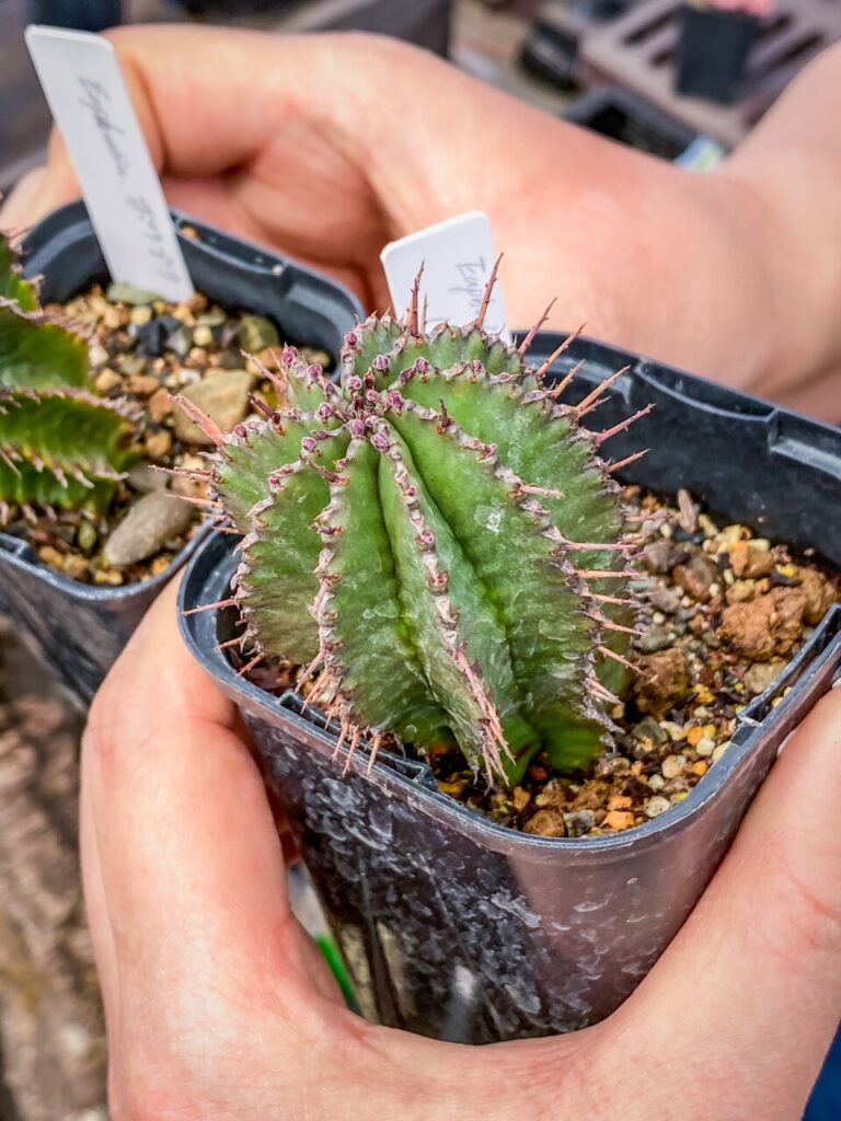 農花ビニールハウス:ユーフォルビア・ポリゴナ