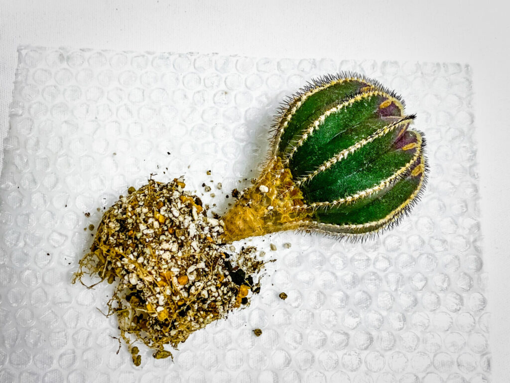 ユーベルマニア・ペクチニフェラ