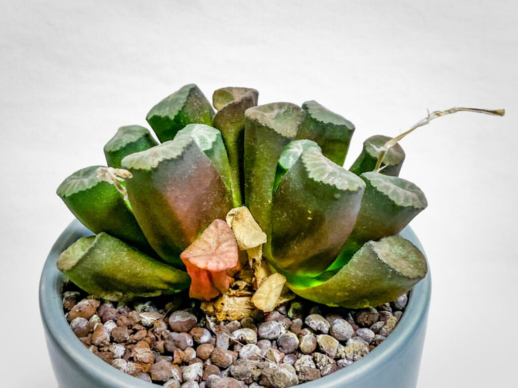 ハオルチア・万象