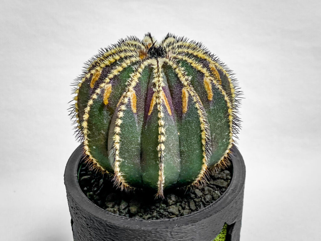 ユーベルマニア・ペクチニフェラ