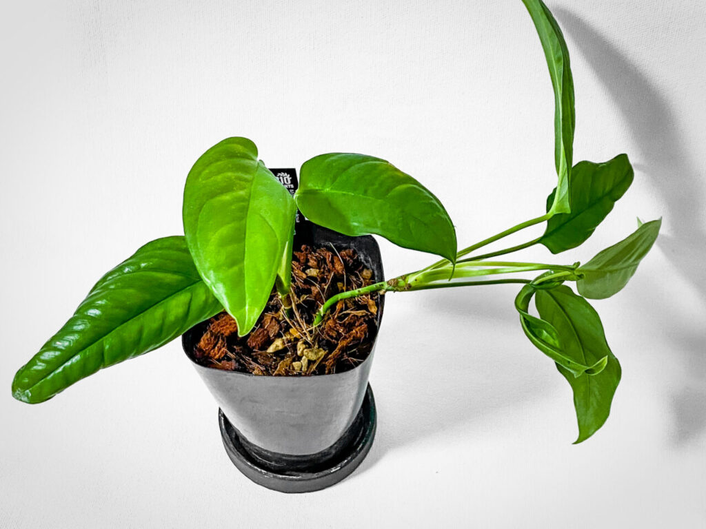 ビザールファームスプリングフェス購入品:モンステラ・オブリクア産地データ付き