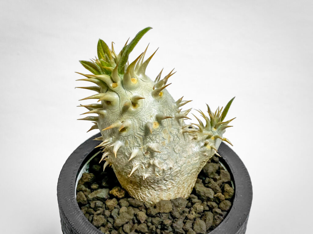 パキポディウム・エニグマチカム