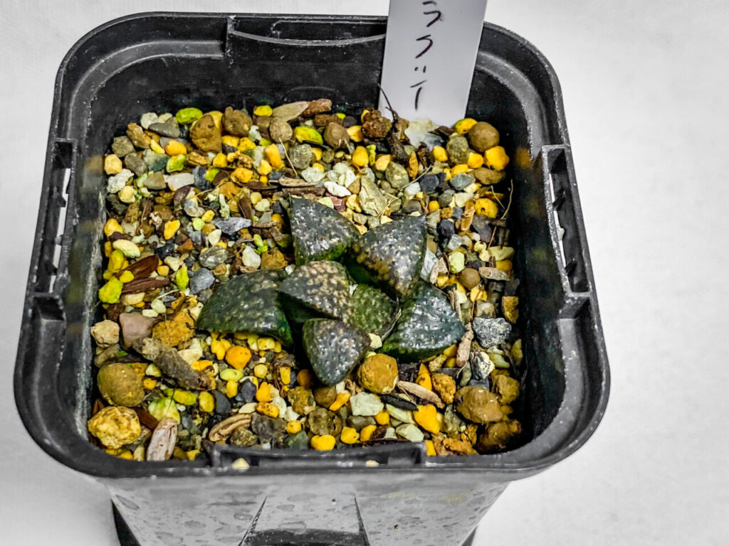 オキボタMarch購入品：ハオルチア・ギャラクシー