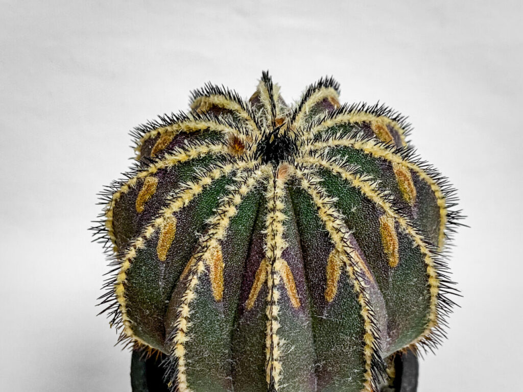 ユーベルマニア・ペクチニフェラ