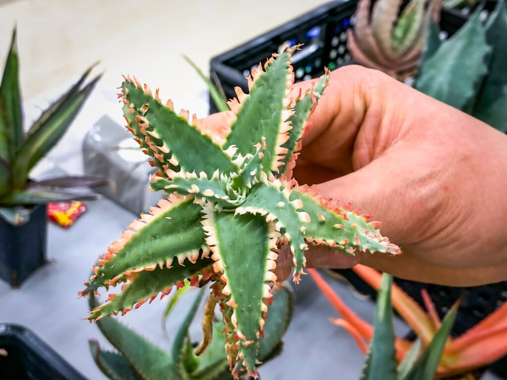 オキボタMarch：アロエハイブリッド