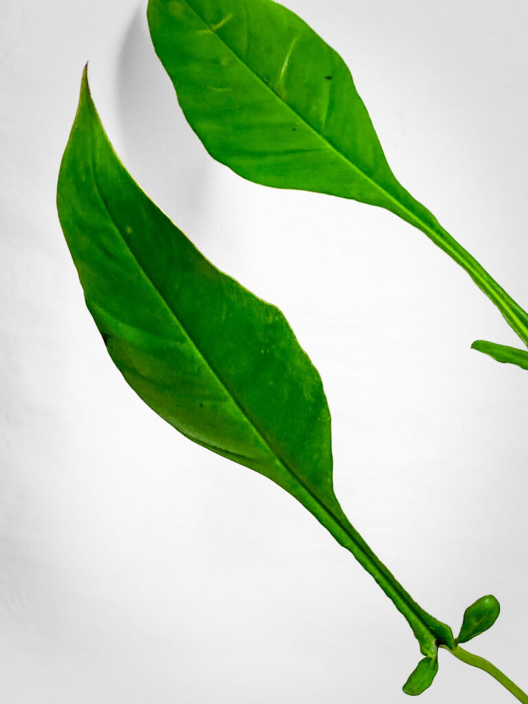 オキボタMarch購入品：フィロデンドロンMIX