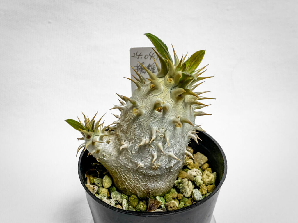 パキポディウム・エニグマチカム